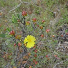 Hibbertia obtusifolia (Grey Guinea-flower) at Farrer, ACT - 31 Oct 2015 by galah681