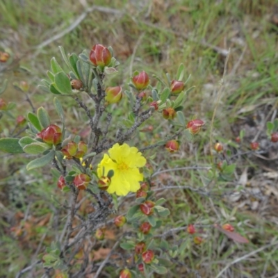 Hibbertia obtusifolia (Grey Guinea-flower) at Farrer, ACT - 1 Nov 2015 by galah681