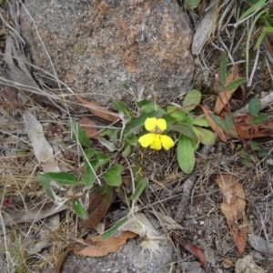 Goodenia hederacea at Farrer, ACT - 1 Nov 2015