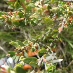 Brachyloma daphnoides (Daphne Heath) at Farrer, ACT - 31 Oct 2015 by galah681