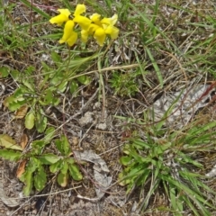 Goodenia pinnatifida (Scrambled Eggs) at Farrer, ACT - 31 Oct 2015 by galah681