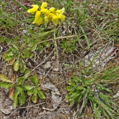 Goodenia pinnatifida (Scrambled Eggs) at Farrer, ACT - 1 Nov 2015 by galah681