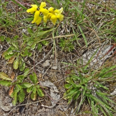 Goodenia pinnatifida (Scrambled Eggs) at Farrer, ACT - 1 Nov 2015 by galah681