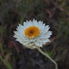 Leucochrysum albicans subsp. tricolor (Hoary Sunray) at Theodore, ACT - 7 Nov 2015 by michaelb