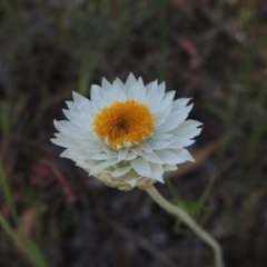 Leucochrysum albicans subsp. tricolor (Hoary Sunray) at Theodore, ACT - 7 Nov 2015 by MichaelBedingfield