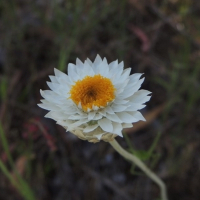 Leucochrysum albicans subsp. tricolor (Hoary Sunray) at Theodore, ACT - 7 Nov 2015 by MichaelBedingfield