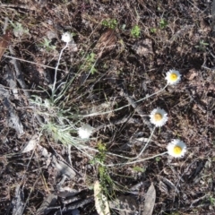 Leucochrysum albicans subsp. tricolor at Theodore, ACT - 7 Nov 2015 05:42 PM