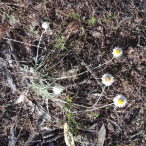 Leucochrysum albicans subsp. tricolor at Theodore, ACT - 7 Nov 2015 05:42 PM