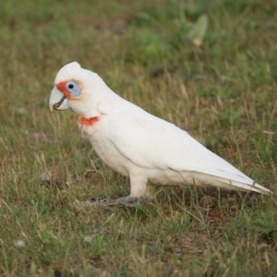 Cacatua tenuirostris (Long-billed Corella) at Red Hill, ACT - 30 Oct 2015 by roymcd