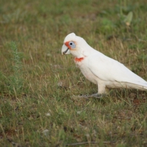 Cacatua tenuirostris at Red Hill, ACT - 30 Oct 2015