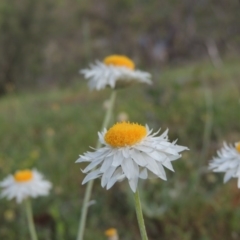 Leucochrysum albicans subsp. tricolor (Hoary Sunray) at Theodore, ACT - 7 Nov 2015 by michaelb