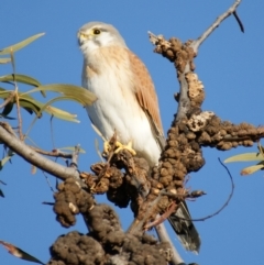 Falco cenchroides (Nankeen Kestrel) at Garran, ACT - 15 Aug 2015 by roymcd