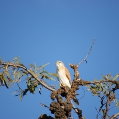 Falco cenchroides at Garran, ACT - 15 Aug 2015