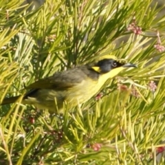 Lichenostomus melanops (Yellow-tufted Honeyeater) at Red Hill, ACT - 8 Jul 2015 by roymcd