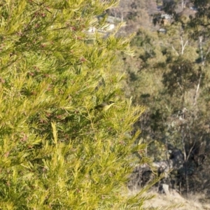 Lichenostomus melanops at Red Hill, ACT - 8 Jul 2015