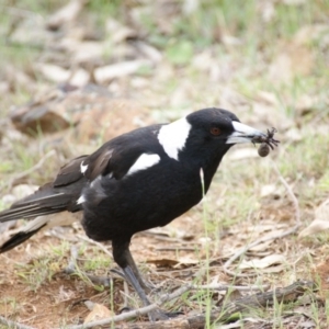 Gymnorhina tibicen at Garran, ACT - 16 Oct 2015