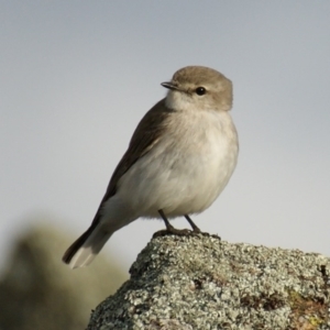 Microeca fascinans at Garran, ACT - 17 Aug 2015