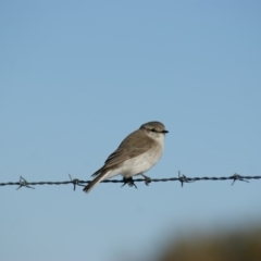 Microeca fascinans at Garran, ACT - 17 Aug 2015