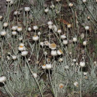 Leucochrysum albicans subsp. tricolor (Hoary Sunray) at Theodore, ACT - 7 Nov 2015 by michaelb