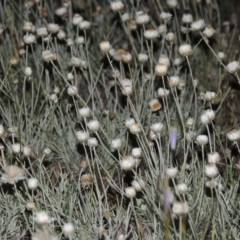 Leucochrysum albicans subsp. tricolor at Theodore, ACT - 7 Nov 2015