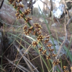 Lomandra longifolia (Spiny-headed Mat-rush, Honey Reed) at Tuggeranong Hill - 7 Nov 2015 by michaelb