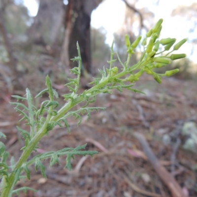 Senecio bathurstianus (Rough Fireweed) at Theodore, ACT - 7 Nov 2015 by MichaelBedingfield