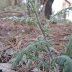 Senecio bathurstianus at Theodore, ACT - 7 Nov 2015