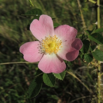 Rosa rubiginosa (Sweet Briar, Eglantine) at Tuggeranong Hill - 7 Nov 2015 by michaelb