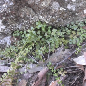 Asplenium flabellifolium at Majura, ACT - 16 Nov 2015