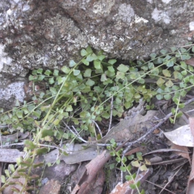 Asplenium flabellifolium (Necklace Fern) at Majura, ACT - 15 Nov 2015 by SilkeSma