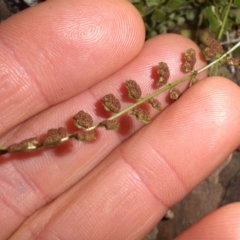 Asplenium flabellifolium at Majura, ACT - 16 Nov 2015 07:53 AM