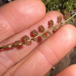 Asplenium flabellifolium at Majura, ACT - 16 Nov 2015 07:53 AM