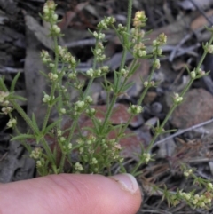 Galium gaudichaudii subsp. gaudichaudii (Rough Bedstraw) at Majura, ACT - 16 Nov 2015 by SilkeSma