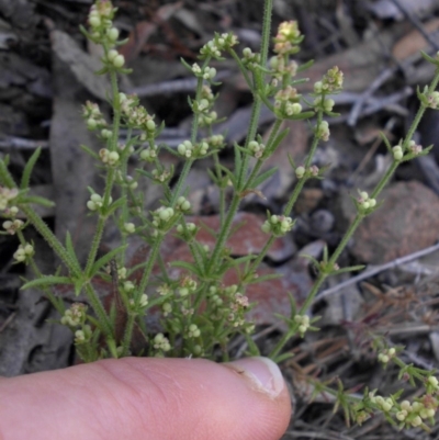 Galium gaudichaudii subsp. gaudichaudii (Rough Bedstraw) at Majura, ACT - 16 Nov 2015 by SilkeSma