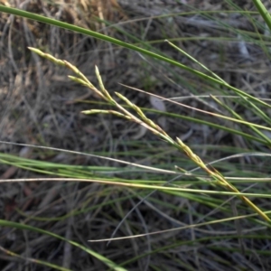 Lepidosperma laterale at Majura, ACT - 16 Nov 2015