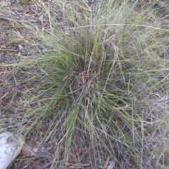 Lepidosperma laterale at Majura, ACT - 16 Nov 2015 08:15 AM