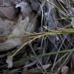 Lepidosperma laterale at Majura, ACT - 16 Nov 2015 08:15 AM