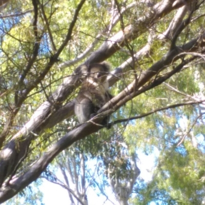 Phascolarctos cinereus (Koala) at Glenalta, SA - 16 Nov 2015 by PeteBec