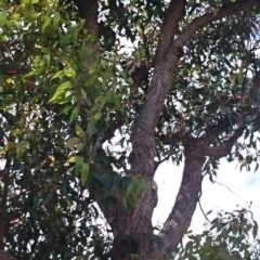 Phascolarctos cinereus (Koala) at Port Macquarie, NSW - 15 Nov 2015 by Charlesbusby