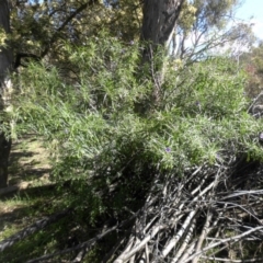 Solanum linearifolium at Majura, ACT - 16 Nov 2015 09:23 AM