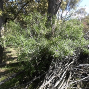 Solanum linearifolium at Majura, ACT - 16 Nov 2015