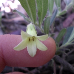 Billardiera scandens at Majura, ACT - 16 Nov 2015