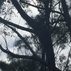 Phascolarctos cinereus (Koala) at Invergowrie, NSW - 16 Nov 2015 by gumgully