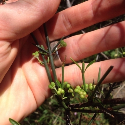 Discaria pubescens (Australian Anchor Plant) at Belconnen, ACT - 16 Nov 2015 by RichardMilner