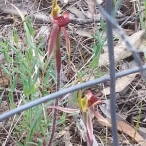 Caladenia actensis at suppressed - suppressed