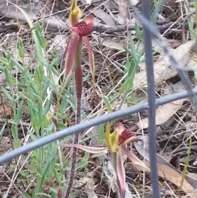 Caladenia actensis (Canberra Spider Orchid) at Canberra Central, ACT - 18 Oct 2015 by MAX