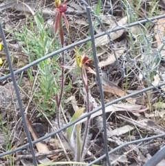 Caladenia actensis at suppressed - suppressed