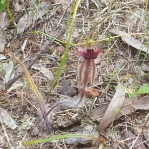 Caladenia actensis at suppressed - suppressed