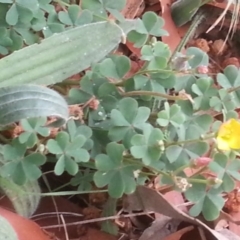 Oxalis perennans (Grassland Wood Sorrel) at Hackett, ACT - 31 Oct 2015 by MAX