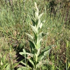 Verbascum thapsus subsp. thapsus (Great Mullein, Aaron's Rod) at Garran, ACT - 16 Nov 2015 by Ratcliffe